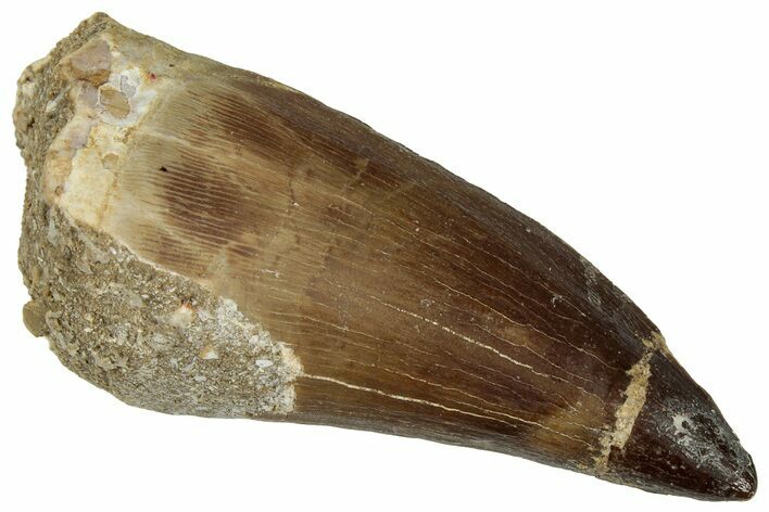 Fossil Mosasaur (Prognathodon) Tooth - Morocco #322668
